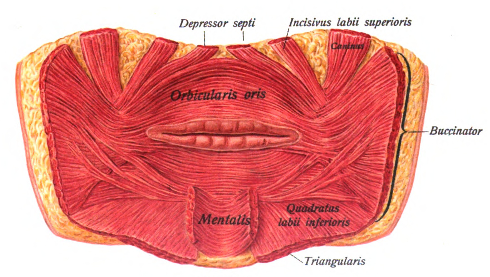 Sobotta 1909 fig.263 muscles of the mouth English Labels